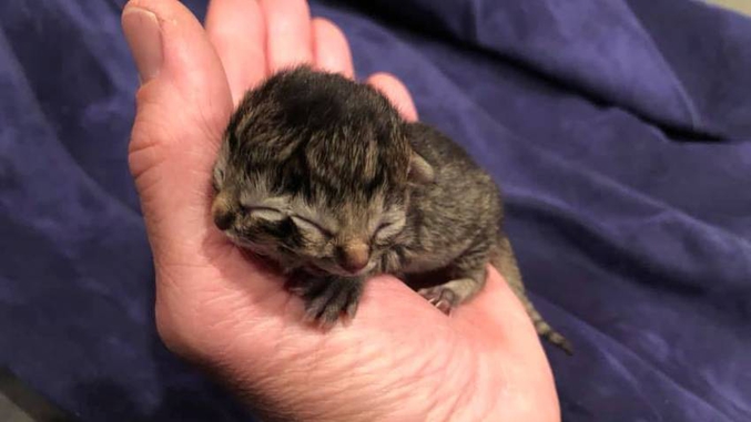 Il n'aura malheureusement vécu que trois jours. Biscuits et Gravy, un chat "Janus" né le 20 mai dans une ferme de l'Oregon aux États-Unis, est décédé samedi. Doté de deux nez, quatre yeux, deux bouches mais un seul cerveau, l'animal a toutefois vécu plus longtemps que la plupart des chatons de ce type, qui meurent généralement quelques heures après leur venue au monde.

"Il mangeait bien et faisait beaucoup ses besoins. Mais il ne grandissait pas. C'était difficile pour une si petite bête de grandir avec une si grosse tête et deux visages", a commenté la famille dans laquelle Biscuits et Gravy est venu au monde sur la page Facebook de l'animal.

Comme le rappelle BFMTV, seul Frank et Louie, un autre chat "Janus" né aux États-Unis, a réussi à vivre jusqu'à l'âge adulte. Il était décédé en 2014 à l'âge de 15 ans.