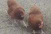 Poulettes synchronisées