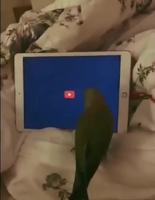 Pratique l’algorithme YouTube 