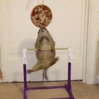 kan tu veux faire faire de l'exercice à ton animal