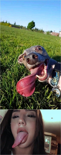 Tel chien