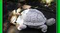 Tortue consentante