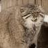 Chatte qui se réchauffe sur une queue