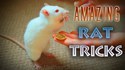 Tours de rats