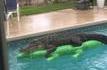 En Floride, t'as intérêt à bien regarder avant de prendre un bain