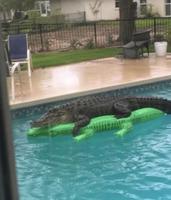 En Floride, t'as intérêt à bien regarder avant de prendre un bain