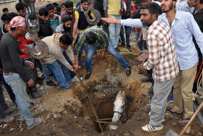 A Jalandhar (Inde), des Indiens tentent d’extraire un cheval qui est tombé dans un nid de poule.