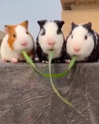 L'ouvrier, l'employé et le milliardaire