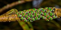 Metcalfiella vicina