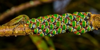Metcalfiella vicina