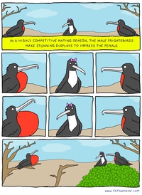 Comment le mâle impressionne la femelle