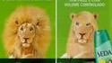 Allo t'as pas de shampoing !! 