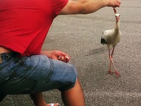Stork sur le gril