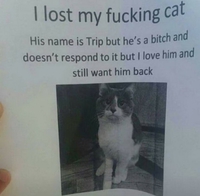 Affiche chat perdu