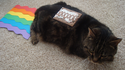 Nyan cat