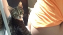 les chats sont trop collants