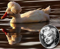 Canard Marilyn
