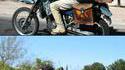 Perroquet biker