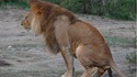 Juste un lion qui fait caca