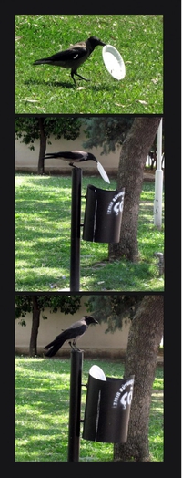 Si un oiseau y arrive