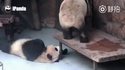 Soirée alcoolisée entre pandas