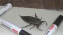 Insecte piégé