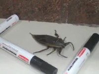 Insecte piégé