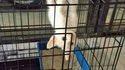 Spidercat