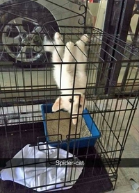 Spidercat