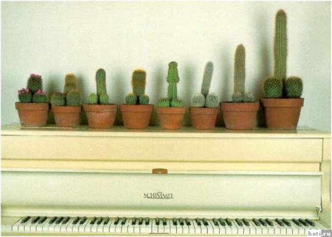 Des cactus bien montés.