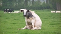 Une vache assise