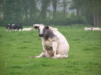 Une vache assise