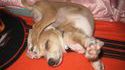 Chien contorsionniste