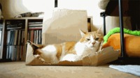 Réaction de chat