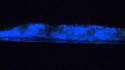 Algue bioluminescente