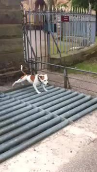 Dilemme canin