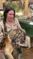 Une tortue alligator 
