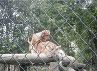 Fais de moi ta chienne !