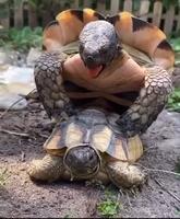 Baisser le son mais écoutez tout de même 