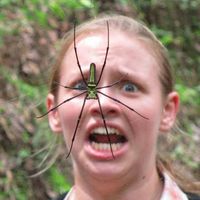 Arachnophobe ?