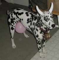 Cow-Dog