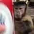 Un singe