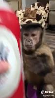 Un singe