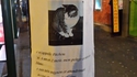 présentation d'un chat 