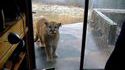 Un puma derrière la porte fenêtre