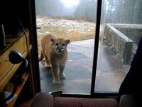 Un puma derrière la porte fenêtre