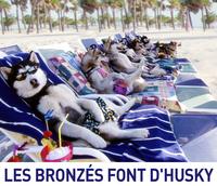 Les Bronzés font d'husky
