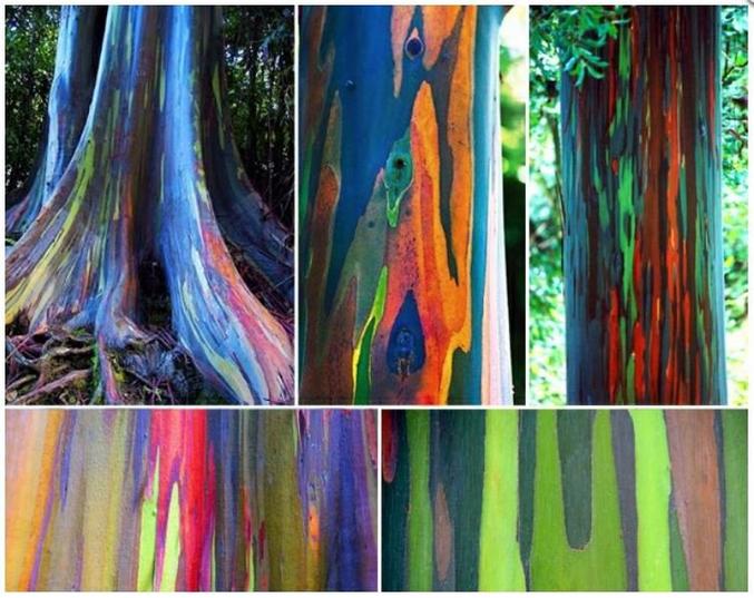 Eucalyptus deglupta, ou eucalyptus arc-en-ciel, est une espèce originaire de l'île de Mindanao aux Philippines, et se trouve aussi à l'état naturel dans certaines forêts primaires tropicales humides de Nouvelle Guinée, des Célèbes, de Nouvelle Bretagne et Polynésie française. Il est utilisé pour faire de la pâte à papier et en arbre d'ornementation dans certains jardins. Pouvant atteindre jusqu'à 75m, son écorce se détache constamment en lambeaux et change de couleur en fonction du temps, passant du vert au bleu, violet, orange et marron.
