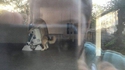 Le chien de R2D2