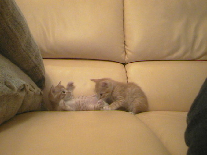 Un être poilu lèche une chatte sur un canapé.